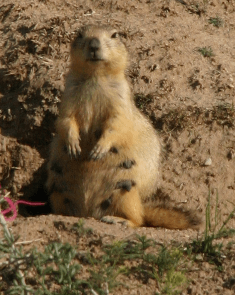 Long-tailed marmot