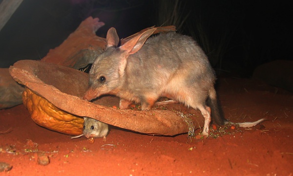 Greater bilby