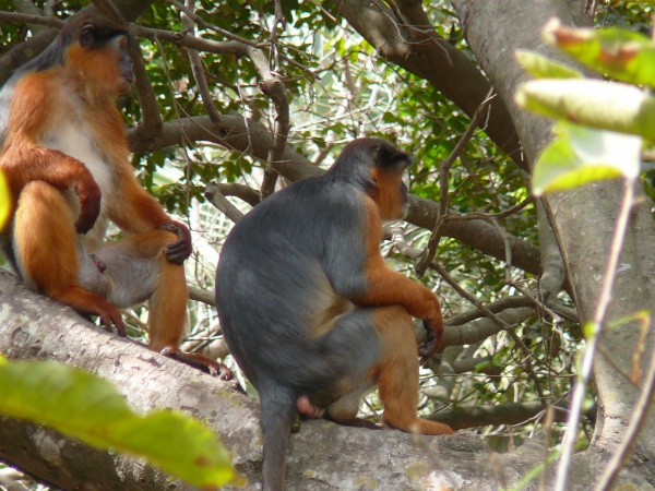 west african red bay colobus