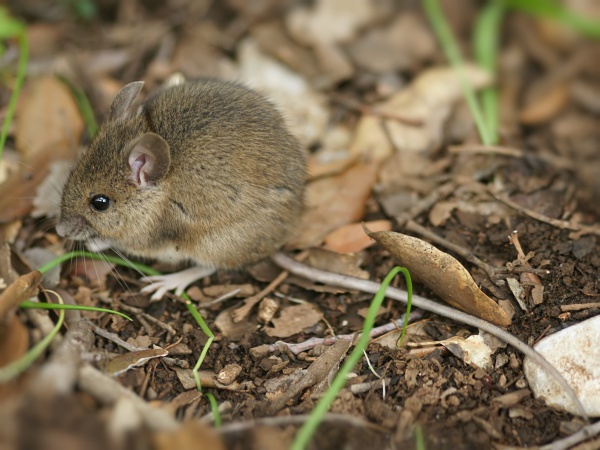 wood longtailed field mouse