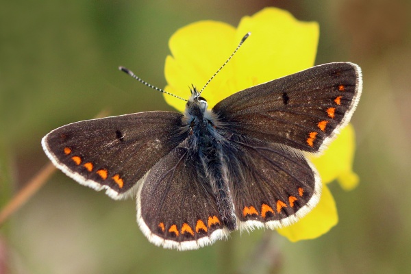 Brown Argus