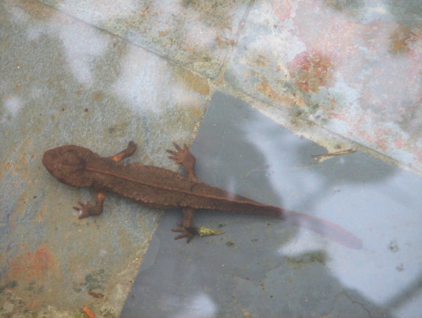 Tam Dao salamander