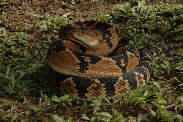 Lachesis muta