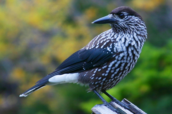 Spotted nutcracker