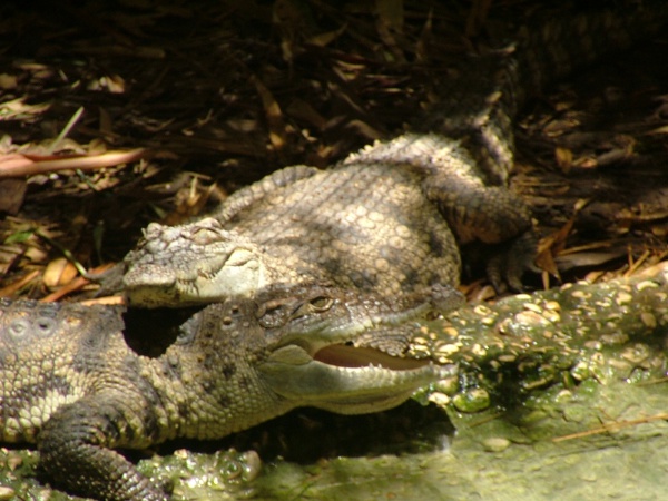 Krokodyl syjamski