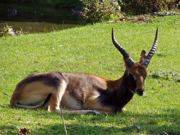 Weißnacken-Moorantilope