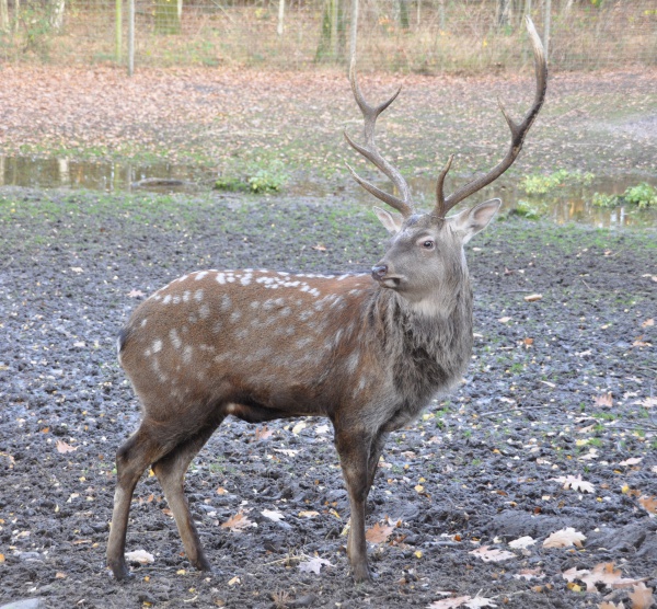 Cerf sika