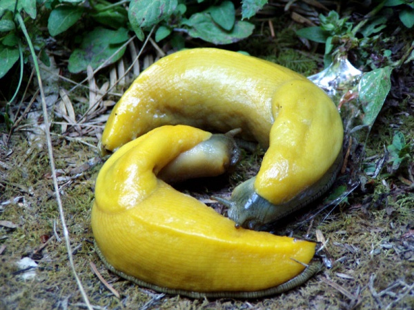 Bananenschnecken