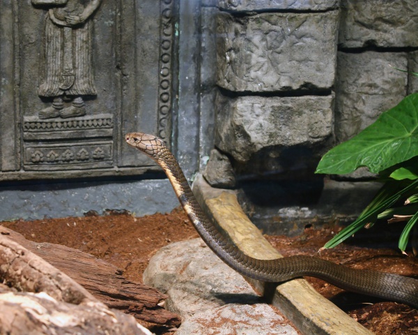 kobra krolewska