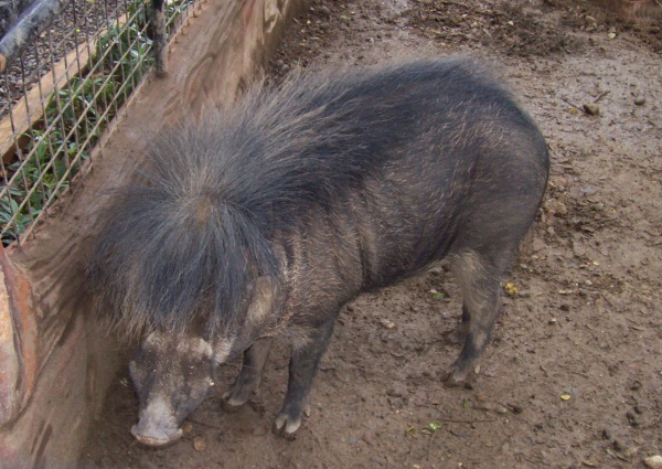 philippine warty pig