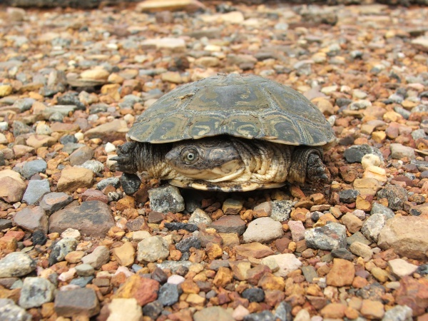 Helmeted Turtle