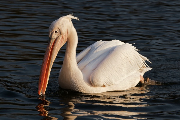 pelikan rozowy