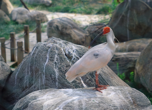ibis czubaty