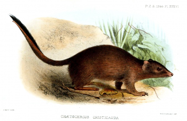 Dasycercus cristicauda