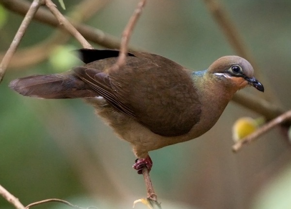 Amethyst brown dove