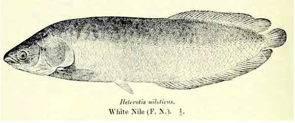 Heterotis niloticus