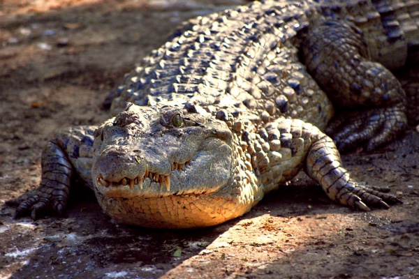 philippinen krokodil