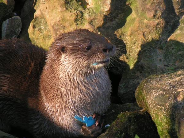 Neotropical otter