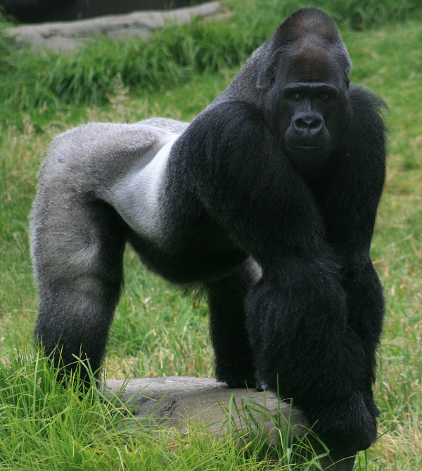Gorille