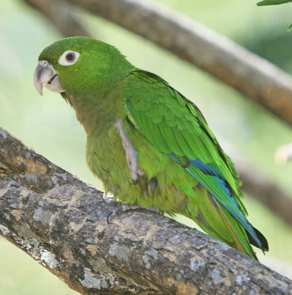 olive throated parakeet