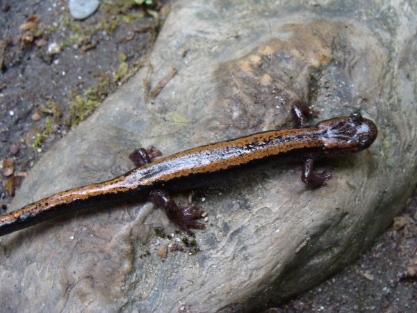 Gold-striped salamander