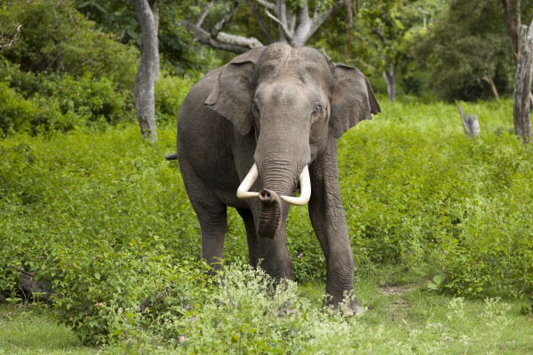 slon indyjski elephas maximus bengalensis