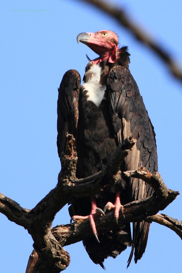 redheaded vulture