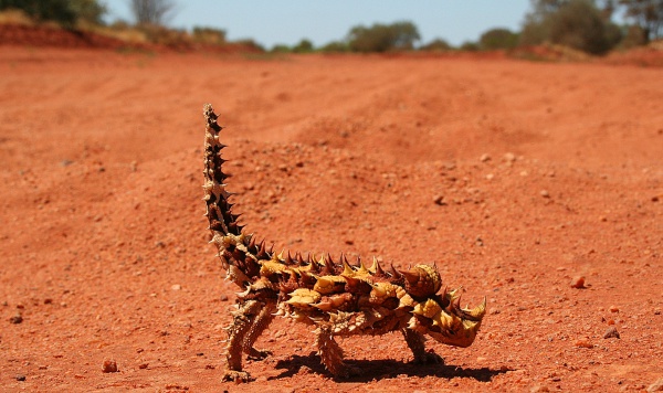 Moloch horridus