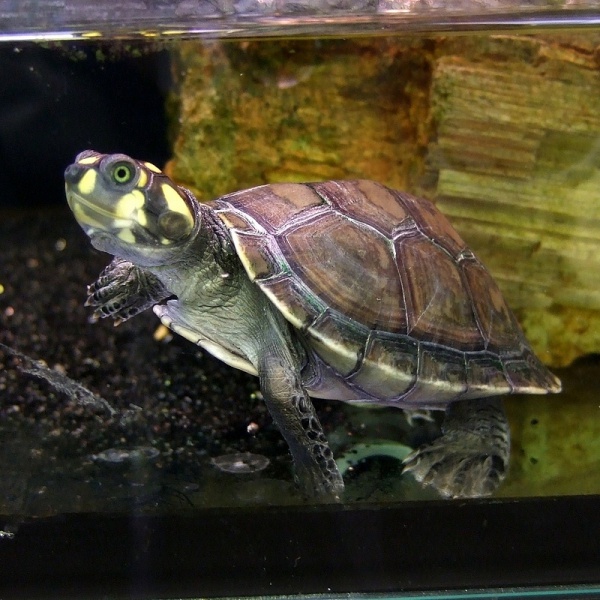 yellowspotted river turtle