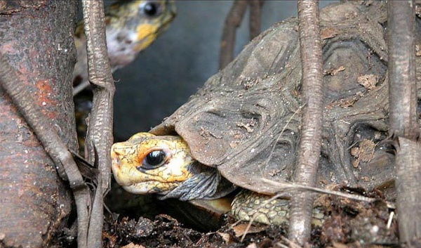 homes hingeback tortoise