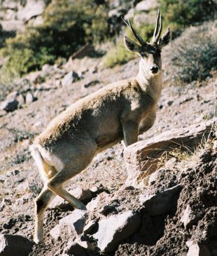 Andean Deer, Taruga