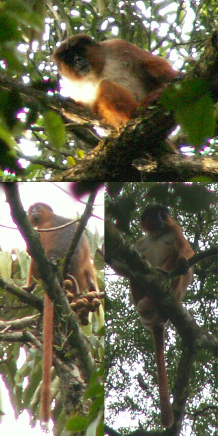 preusss red colobus