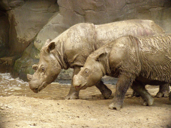 sumatran twohorned rhinoceros