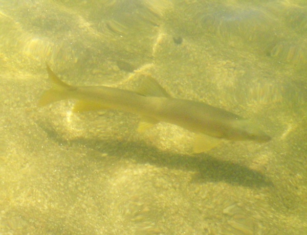 Iberian barbel