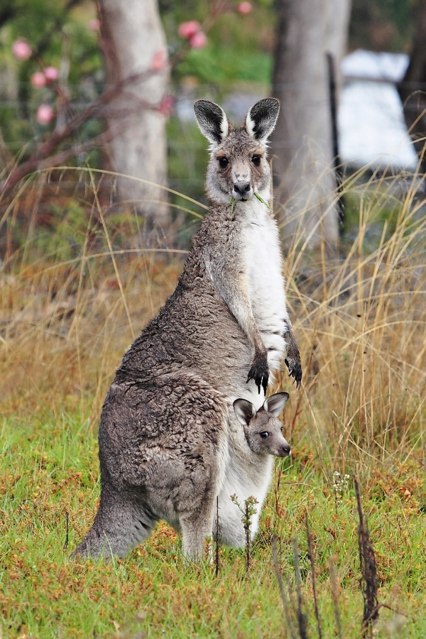 Kangaroo - Wildlife in Australia