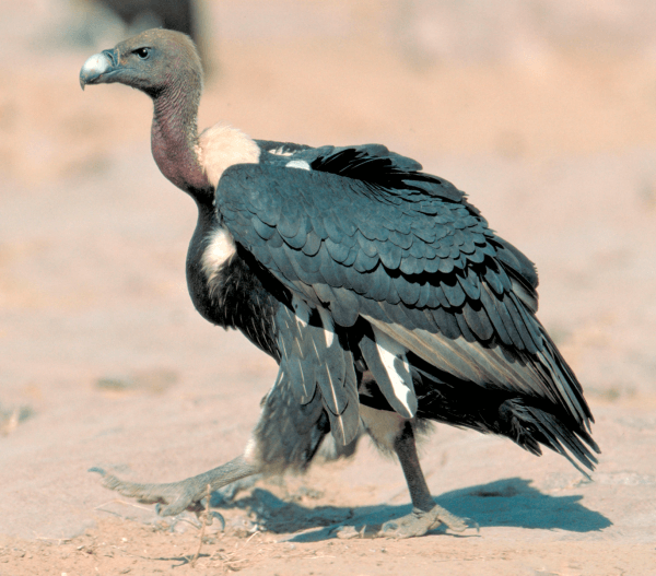 whiterumped vulture
