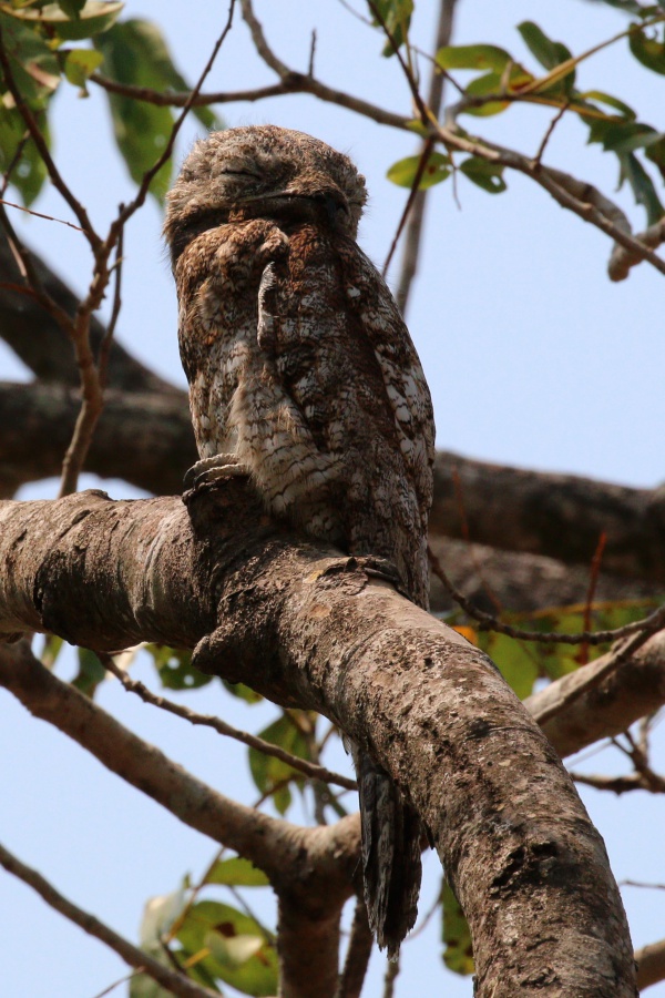 Nyctibius grandis