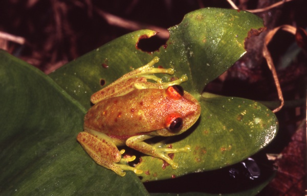 Polka-dot tree frog