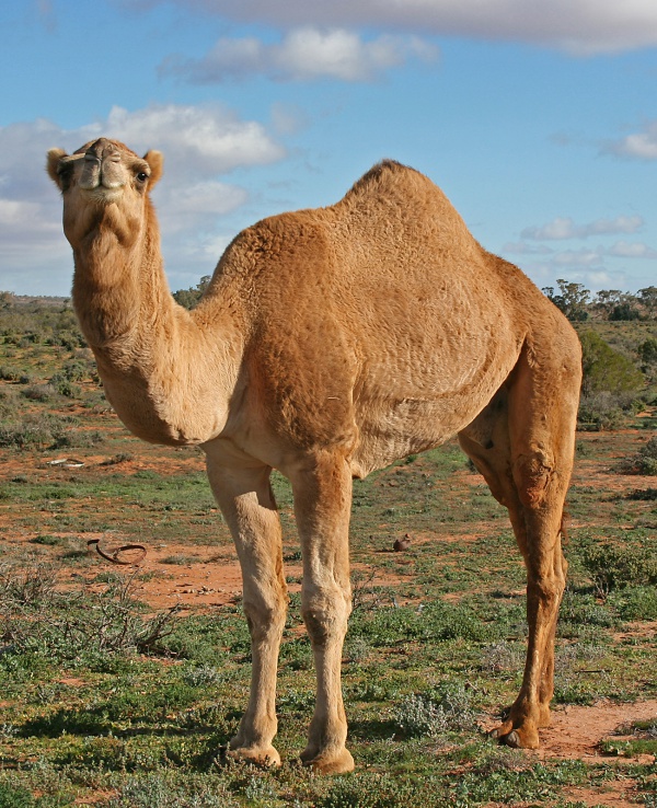 camelus dromedarius