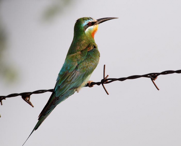 Blue-cheeked bee-eater
