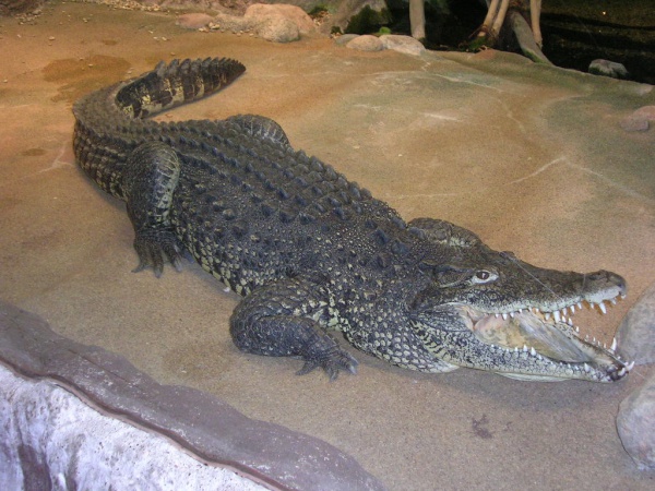 crocodylus rhombifer