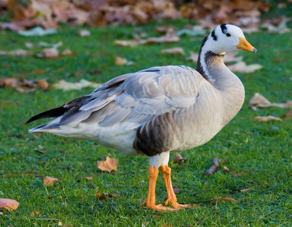 barheaded goose