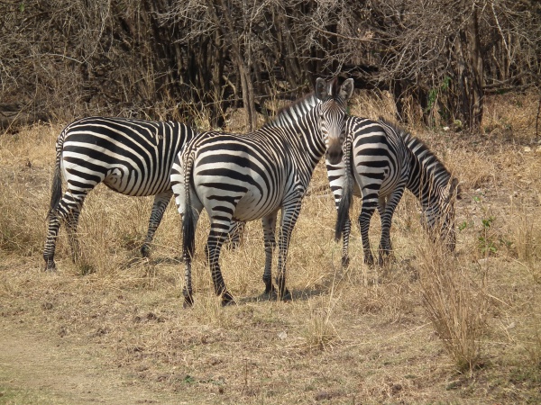 Crawshay's zebra