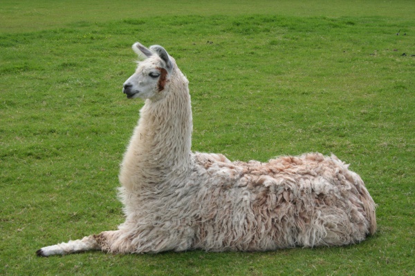 Lama andyjska