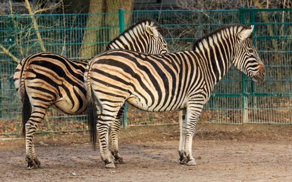 chapmans zebra