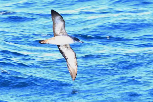 pinkfooted shearwater
