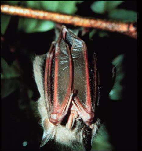 Red fruit bat