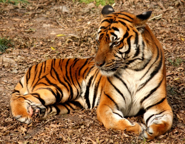 tigre de chine meridionale