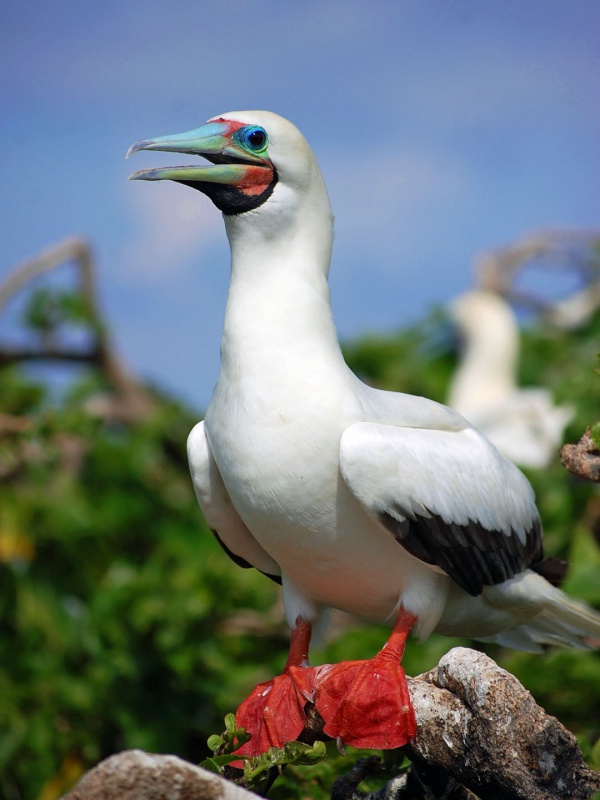 redfooted booby