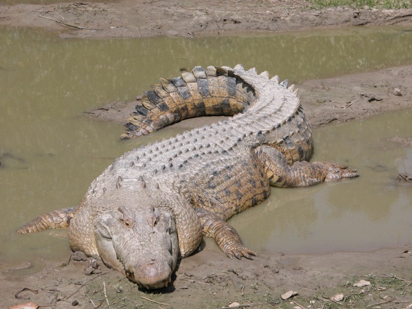Krokodyl różańcowy